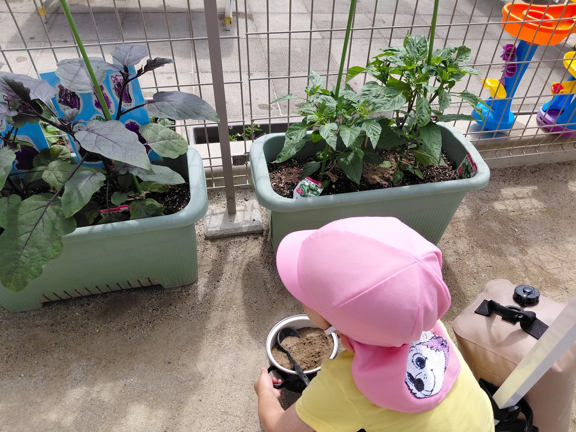 園で育てている野菜に水をあげる子ども